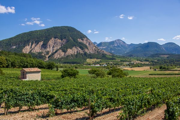 Vignes de Châtillon-en-Diois
